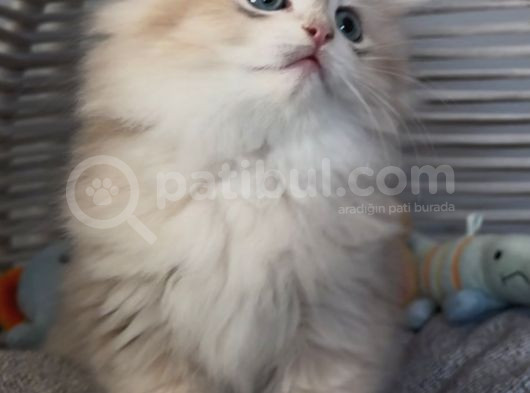 Yakışıklı British Golden Longhair Bir Prens