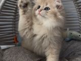 Yakışıklı British Golden Longhair Bir Prens