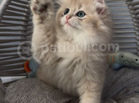 Yakışıklı British Golden Longhair Bir Prens görsel