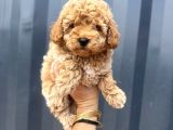 Aprikot Toy Poodle