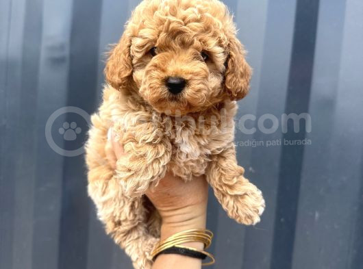 Aprikot Toy Poodle görsel