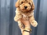 Aprikot Toy Poodle