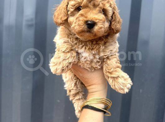 Aprikot Toy Poodle görsel