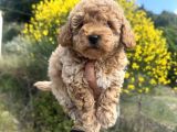 Aprikot toy poodle