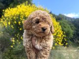 Aprikot Toy Poodle