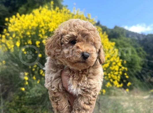 Aprikot Toy Poodle görsel