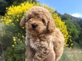 Aprikot Toy Poodle