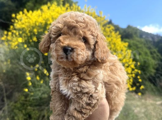 Aprikot Toy Poodle görsel