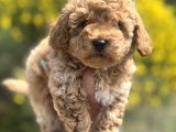 Aprikot Toy Poodle