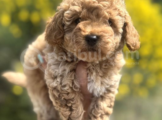 Aprikot Toy Poodle görsel