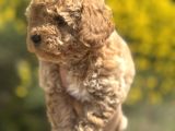 Aprikot Toy Poodle
