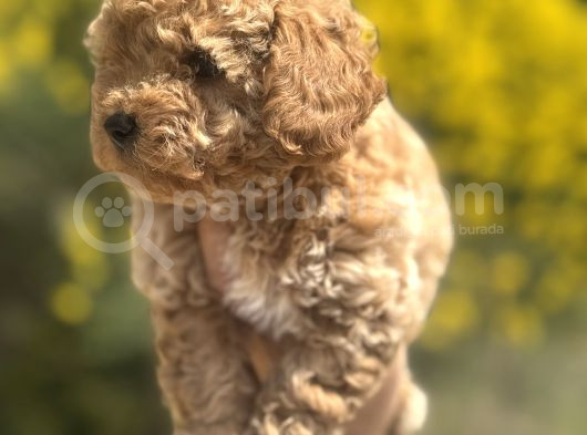 Aprikot Toy Poodle görsel
