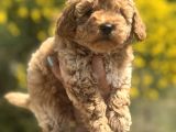 Aprikot Toy Poodle