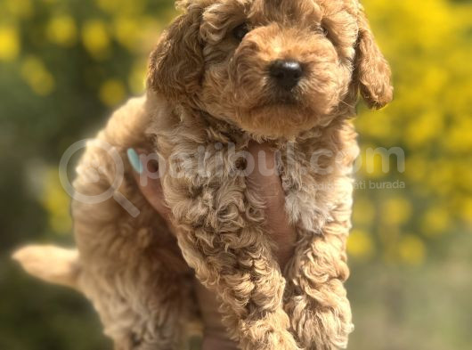 Aprikot Toy Poodle görsel