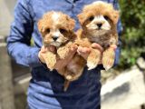 XXS BEBEK YÜZLÜ MALTİPOO YAVRULAR WC EĞİTİMLİ