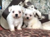 Kore Maltese Yavrular