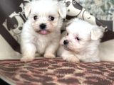 Kore Maltese Yavrular