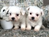 Kore Maltese Yavrular