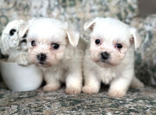Kore Maltese Yavrular