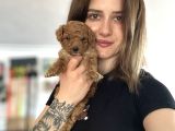 Toy Poodle Yavrular