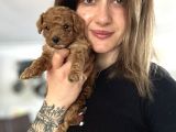 Toy Poodle Yavrular