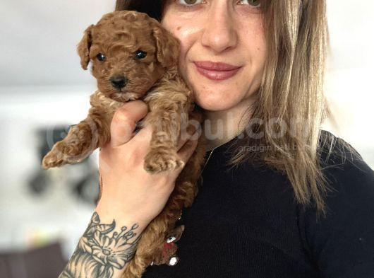 Toy Poodle Yavrular görsel