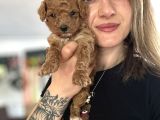 Toy Poodle yavrular