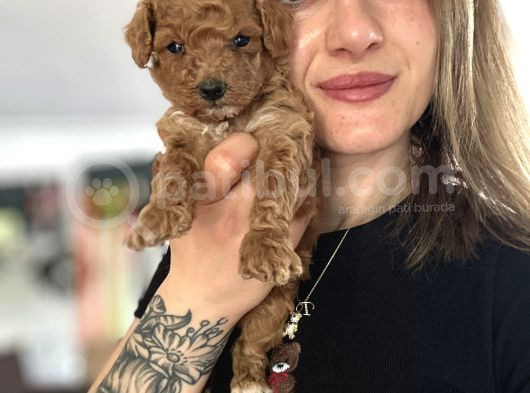 Toy Poodle Yavrular