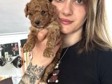 Toy Poodle Yavrular
