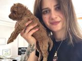 Toy Poodle Yavrular