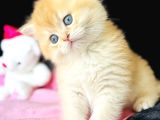 Show Kalite Safkan British Shorthair Golden