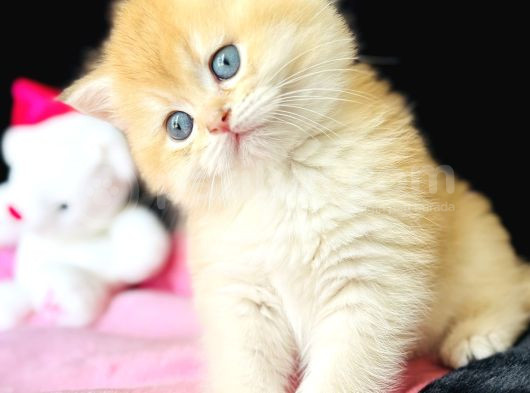 Show Kalite Safkan British Shorthair Golden görsel