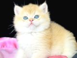 Show kalite safkan British shorthair golden