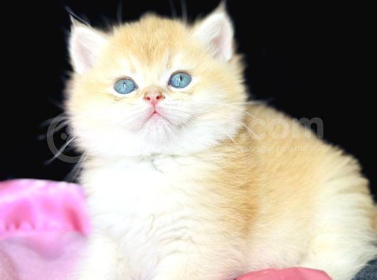 Show Kalite Safkan British Shorthair Golden