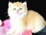 Show Kalite Safkan British Shorthair Golden