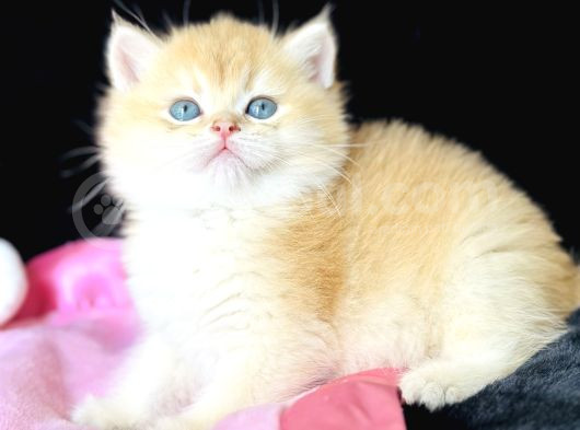 Show Kalite Safkan British Shorthair Golden görsel