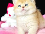 Show Kalite Safkan British Shorthair Golden