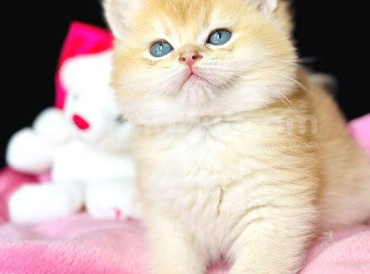 Show Kalite Safkan British Shorthair Golden görsel