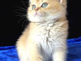 Show Kalite Safkan British Shorthair Golden