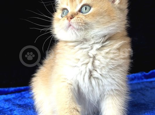 Show Kalite Safkan British Shorthair Golden görsel