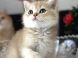 Show Kalite Safkan British Shorthair Golden