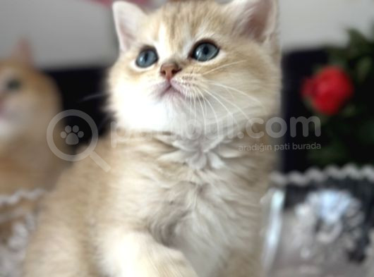 Show Kalite Safkan British Shorthair Golden görsel