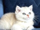 Show Kalite Safkan British Shorthair Golden