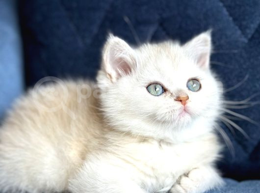 Show Kalite Safkan British Shorthair Golden görsel