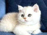 Show Kalite Safkan British Shorthair Golden
