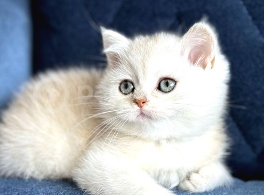 Show Kalite Safkan British Shorthair Golden görsel
