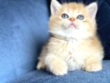 Show Kalite Safkan British Shorthair Golden