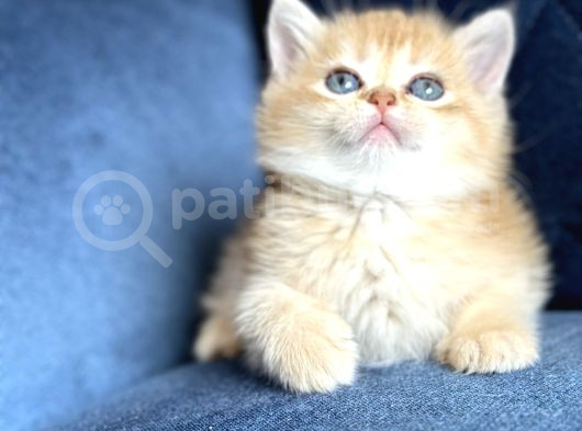 Show Kalite Safkan British Shorthair Golden görsel