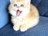 Show Kalite Safkan British Shorthair Golden