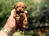 Kore teacup poodle red brown  GARANTİLİ 